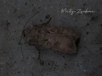 Gewone velduil [Agrotis segetum]